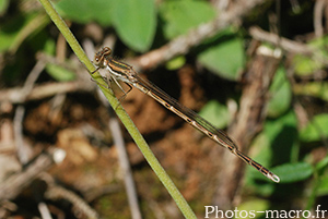 Sympecma fusca